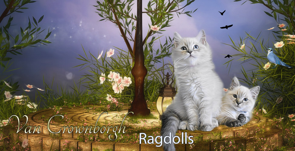 Ragdolls