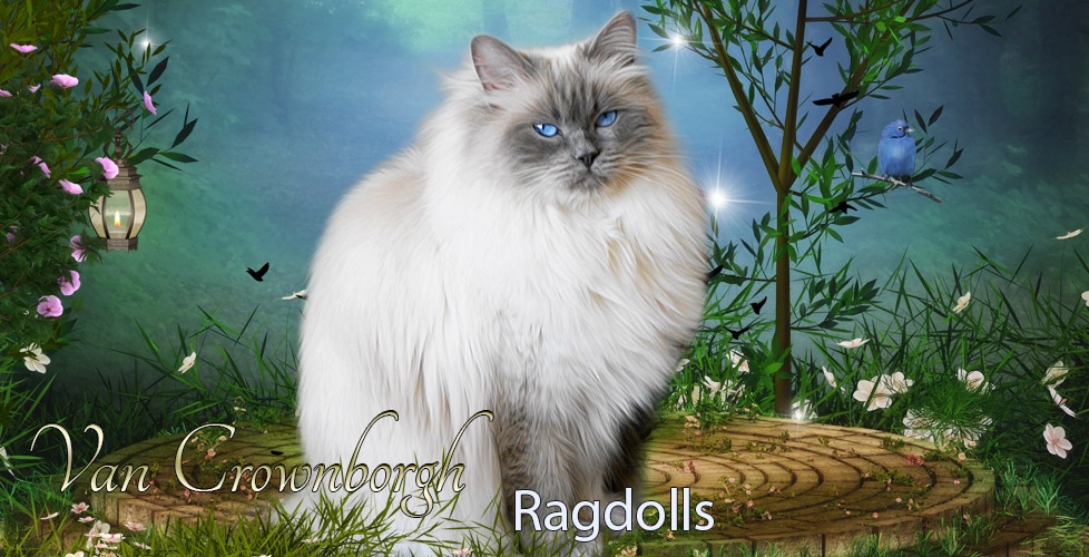 ragdolls